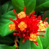 roteblume-1024x768px.jpg