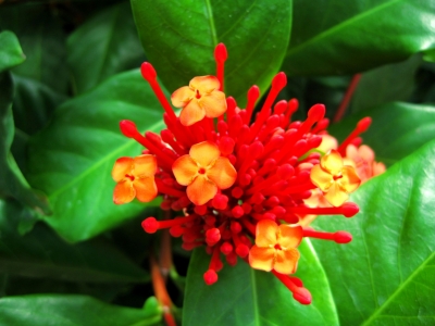 roteblume-1024x768px.jpg