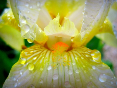 wasserblume-1024x768px.jpg