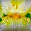 wasserblume-1024x768px.jpg